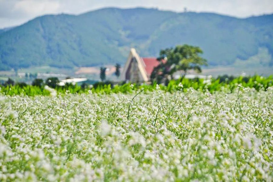 Chụp ảnh cưới vào mùa hoa cải trắng tại Đà Lạt